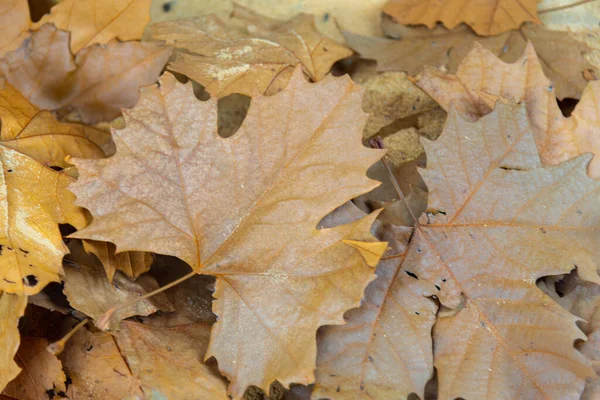 Текстура Листям Платана Плоскі Дерева Дерева Роду Platanus Родини Platanaceae — стокове фото