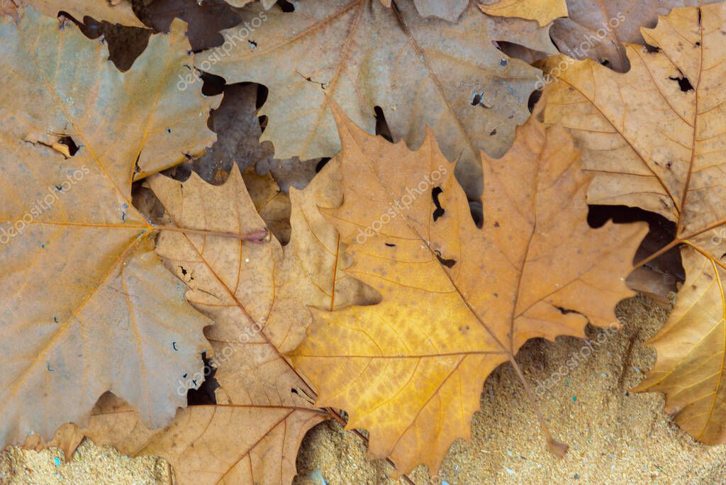 Textura con hojas de Platano. Los plátanos son árboles del género