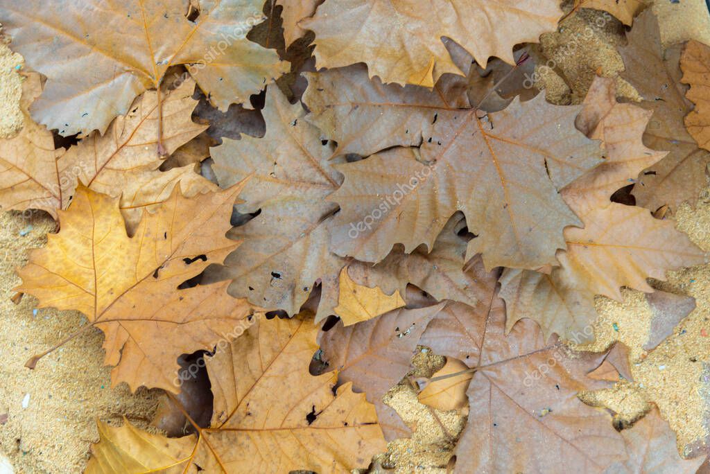 Textura con hojas de Platano. Los plátanos son árboles del género Platanus, familia Platanaceae