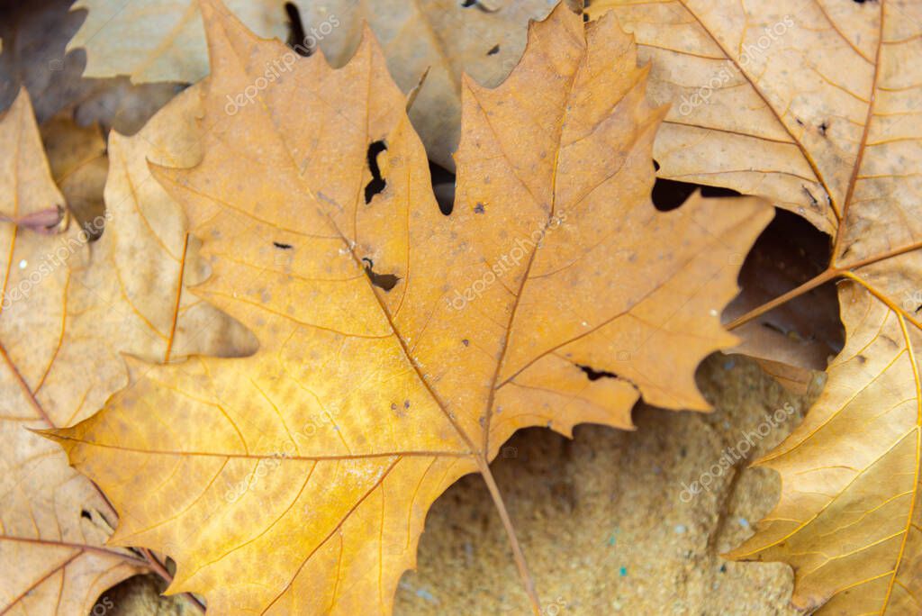 Textura con hojas de Platano. Los plátanos son árboles del género