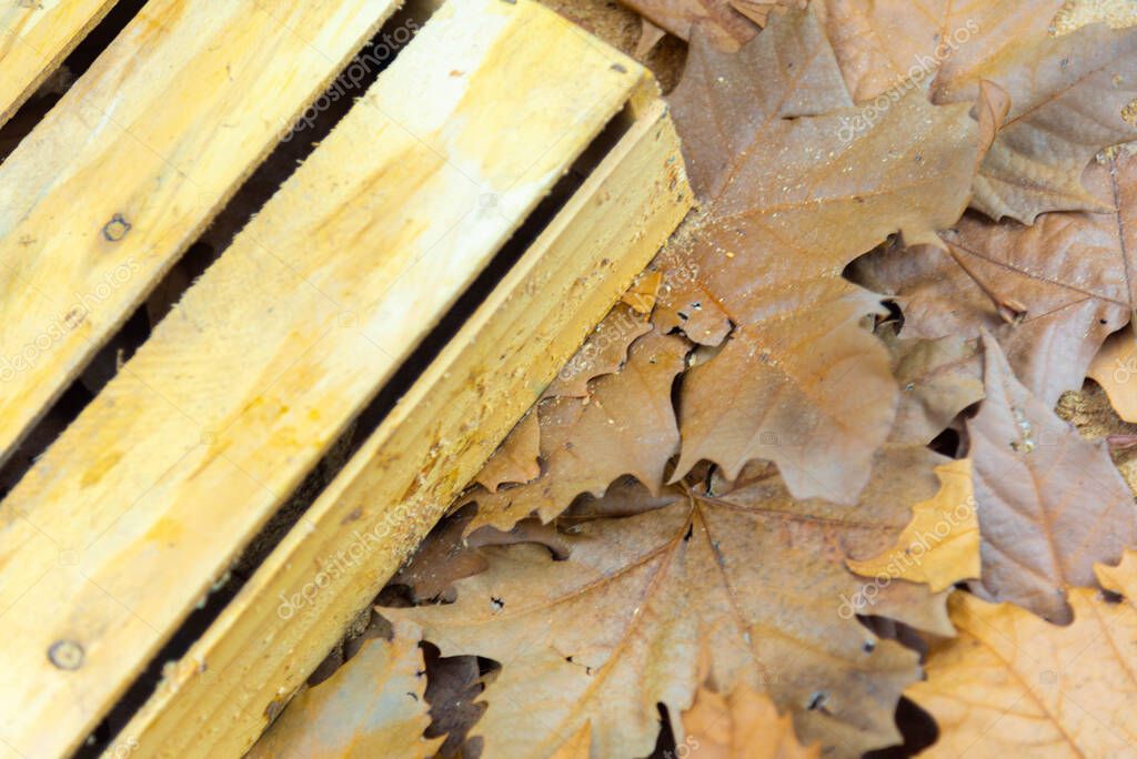 Textura con hojas de Platano. Los plátanos son árboles del género