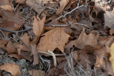 Platanus x hispanica 'nın kurumuş yaprakları. Uçak ağaçları Platanus cinsinin ağaçlarıdır, tropikal ve ılıman iklimlerde tipik olarak görülür. Ilıman ve subtropikal ormanlarda yaygındır..
