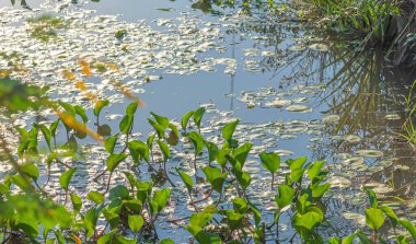 Eichhornia crassipes bitkileri. Su santrali. Herbaceous, Pontederiaceae ailesine mensuptur, Güney Amerika 'ya özgüdür..