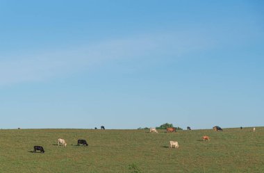 Brezilya 'nın Rio Grande do Sul eyaletinde geniş çaplı sığır yetiştirme alanları. Sığır yetiştirme çiftliği. İnsan tüketimi için gıda üretimi. Kırsal alan. çiftlikler.