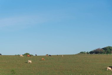 Brezilya 'nın Rio Grande do Sul eyaletinde geniş çaplı sığır yetiştirme alanları. Sığır yetiştirme çiftliği. İnsan tüketimi için gıda üretimi. Kırsal alan. çiftlikler.
