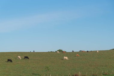 Brezilya 'nın Rio Grande do Sul eyaletinde geniş çaplı sığır yetiştirme alanları. Sığır yetiştirme çiftliği. İnsan tüketimi için gıda üretimi. Kırsal alan. çiftlikler.