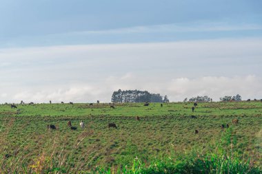 Brezilya 'nın Rio Grande do Sul eyaletinde geniş çaplı sığır yetiştirme alanları. Sığır yetiştirme çiftliği. İnsan tüketimi için gıda üretimi. Kırsal alan. çiftlikler.