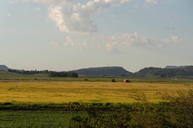 Tahıl üretim alanları ve tarım. Brezilya 'da tahıl ekimi. Üretim alanı. Kırsal alan. çiftlikler.
