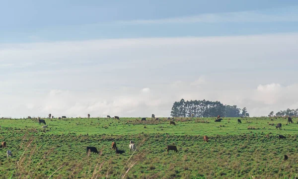 Omfattande Nötkreatursuppfödningsfält Delstaten Rio Grande Sul Brasilien Nötkreatursuppfödning Produktion Livsmedel — Stockfoto