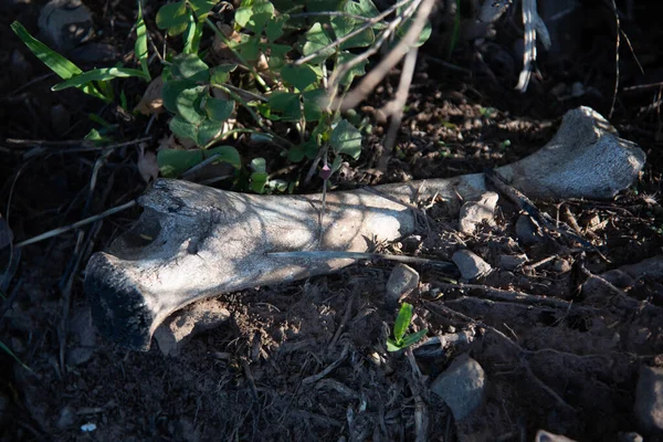 Closeup Shot Dead Tree Forest — Stock Photo, Image