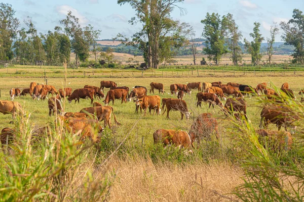 Обширные Поля Разведения Говядины Штате Риу Гранди Сул Бразилия Скотоводческая — стоковое фото