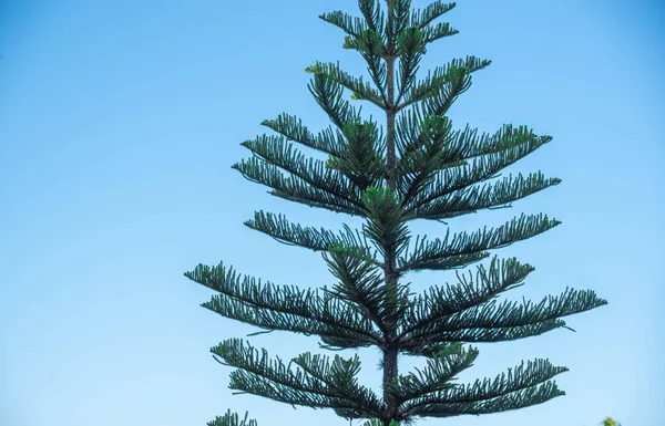 Pinus Elliottii Синьому Фоні Сосний Вид Він Частиною Групи Видів — стокове фото