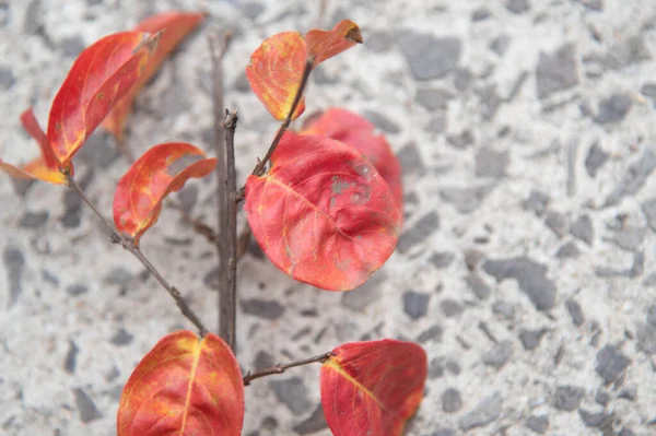 Червона Квітка Бетонному Фоні Абстрактне Мистецтво Декорування Червоні Квіти — стокове фото