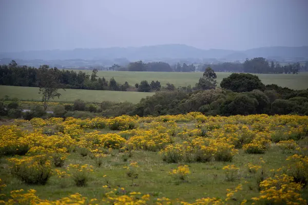 Campos Rurales Con Caléndula Arvensis Floreciente Caléndula Nombre Dado Varias — Foto de Stock