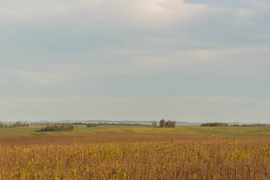 Soya fasulyesi üretim alanı. Brezilya 'da tahıl ekimi. tarımsal üretim alanı. Kırsal alan.