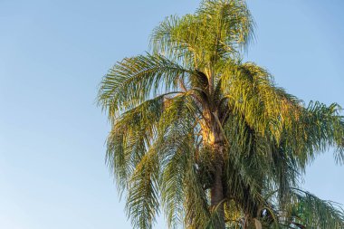Syagrus Romanzoffiana palmiyesi. Peyzaj için ekin. Botanik numunesi. Palmiye ağacını gölgele.