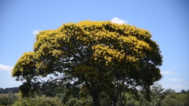 Árvore Grande Frondosa Sibipiruna Caesalpinia Peltophoroides Fundo Céu Azul — Vídeo de Stock