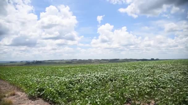 Grote Sojaplantage Het Stadium Van Graanvulling — Stockvideo