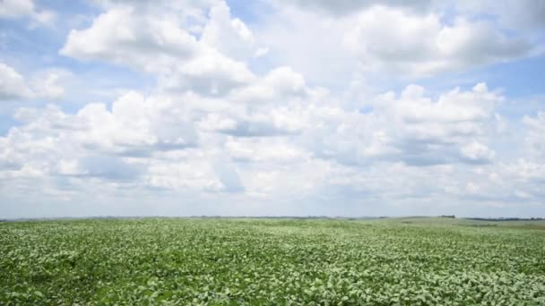 Gran Plantación Soja Etapa Llenado Granos — Vídeo de stock