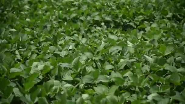 粮食灌装阶段的大豆园 — 图库视频影像