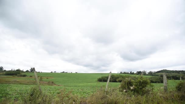 Paisagem Rural Animais Fazenda Nos Campos Bioma Pampa Sul Brasil — Vídeo de Stock