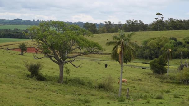 Paisaje Rural Animales Granja Los Campos Del Bioma Pampa Sur — Vídeos de Stock