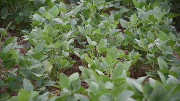 Velká Sójová Plantáž Stadiu Výplně Zrna — Stock video