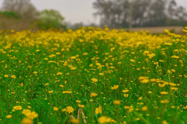 Πεδίο Της Gerbera Λουλούδια Την Εποχή Του Φθινοπώρου Gerbera Είναι — Φωτογραφία Αρχείου