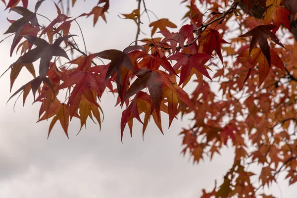 プラタニスXヒスパニカの葉は秋に減少します 平板木はプラタナス科プラタナス属の木で ユーラシアや北米原産です — ストック写真
