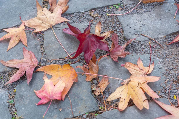 Листя Platanis Hispanica Дефолізується Восени Плоскі Дерева Дерева Роду Platanus — стокове фото