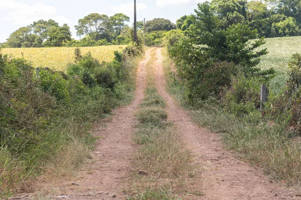 Paisaje Rural Bioma Pampa Sur Brasil Área Preservación Ambiental Rio — Foto de Stock