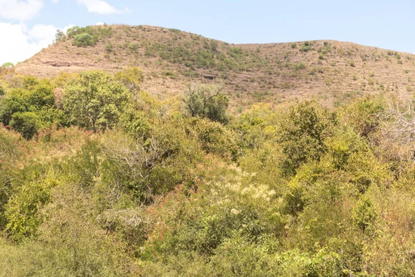 Güney Brezilya 'da kırsal pampa biyolojisi. Çevresel koruma alanı. Rio Grande do Sul RS Brezilya. Kırsal turizm. Tahıl üretim alanları.