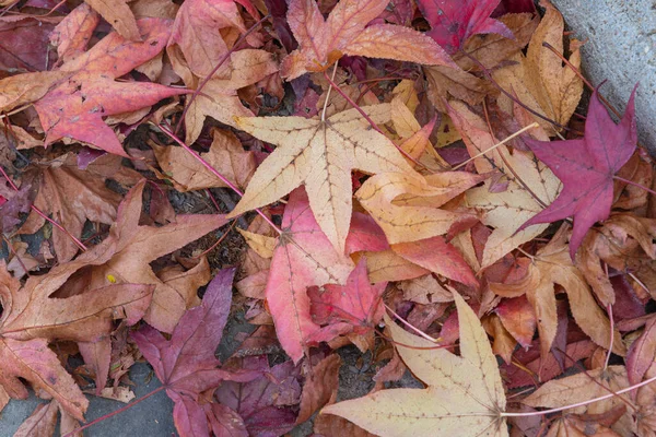 プラタニスXヒスパニカの葉は秋に減少します 平板木はプラタナス科プラタナス属の木で ユーラシアや北米原産です — ストック写真