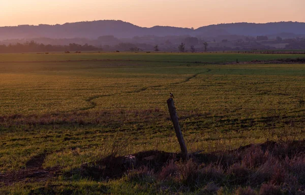 Landscapes Pampa Biome Sunset Late Afternoon Field Rural Landscapes Dusk — Stock Photo, Image