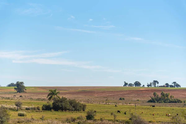 Paisaje Rural Bioma Pampa Sudamérica Pampa Tiene Una Gran Diversidad — Foto de Stock