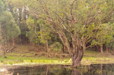 Kökleri su altında kalmış bir ağaç. Kırsal alan. Manzara ve ekolojik turizm. Su basmış bölgelerde yaşayan bir bitki. Tipik Brezilya çiçeği..