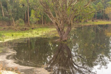 Kökleri su altında kalmış bir ağaç. Kırsal alan. Manzara ve ekolojik turizm. Su basmış bölgelerde yaşayan bir bitki. Tipik Brezilya çiçeği..