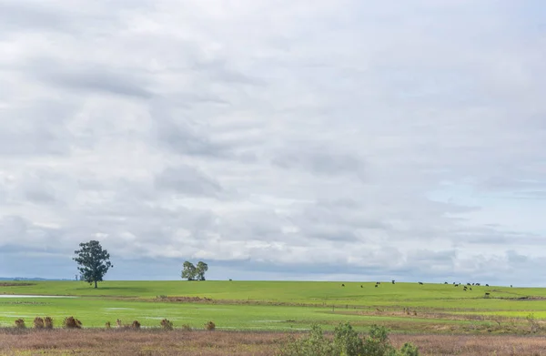 소목장 브라질의 풍경입니다 창조의 광범위 지역에서 기르고 — 스톡 사진