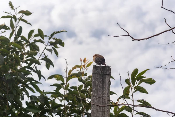 Furnarius Rufus Bird Bird Symbol Pampa Biome Brazilian Latin American — ストック写真