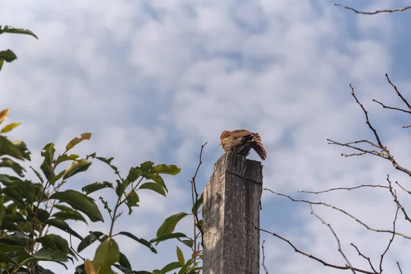 Furnarius Rufus Bird Bird Symbol Pampa Biome Brazilian Latin American — ストック写真