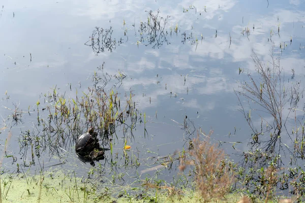Tortoise Sunbathing Tree Trunk Small Pond Vulgar Designation Two Species — Foto Stock