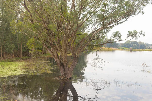 Tree Submerged Roots Rural Landscape Landscape Ecological Tourism Plant Lives — Stockfoto