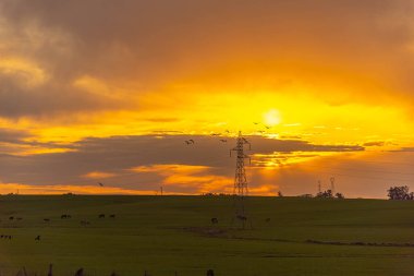 Elektrik kulesinin üzerinde alacakaranlıkta kuş sürüsü. Rio Grande do Sul - Brezilya 'nın pampa biyomunda gün batımı. Çiftlik bölgesinde gün batımı. Doğa ve maneviyat. Kuşlar uçuyor.