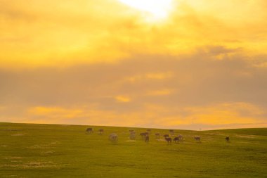Güney Amerika 'da Pampa Biome' da günbatımı ve sığır otlatma. Güney Brezilya 'da sığır çiftliği. Çiftlik alanı. Akşam karanlığında kırsal alan.
