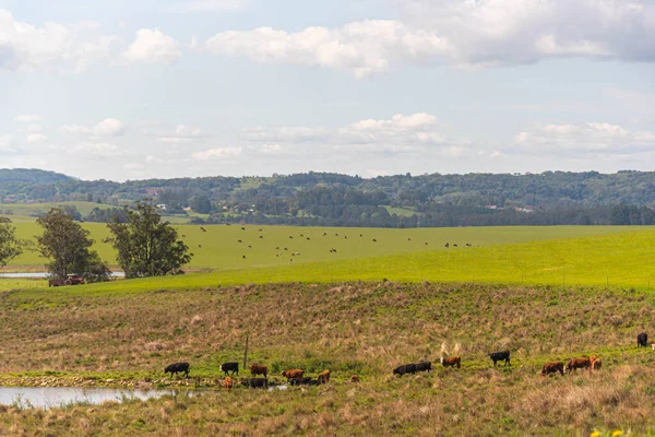 Cattle breeding farm in natural pasture. Extensive breeding of oxen and cows. Rural landscape in the pampa biome.