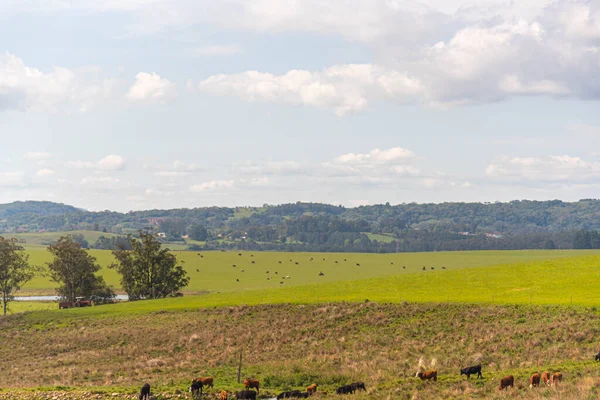 Cattle Breeding Farm Natural Pasture Extensive Breeding Oxen Cows Rural — Stock Photo, Image