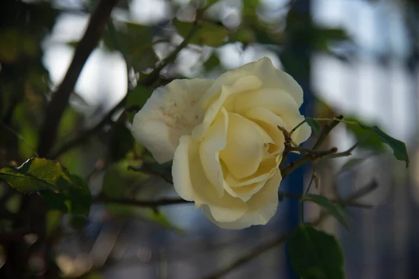 Flores Coloridas Hemisferio Sur Primavera Paisaje Plantas Ornamentales Flores Residenciales — Foto de Stock