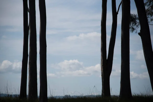 Eukalyptuspflanzen Auf Blauem Hintergrund Eine Pflanzengattung Der Familie Myrtaceae Die — Stockfoto