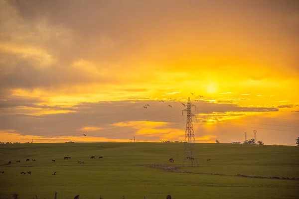 Flock of birds at dusk over electric power tower. Sunset in the pampa biome of Rio Grande do Sul - Brazil. Sunset in farm area. Nature and spirituality. Birds in flight.