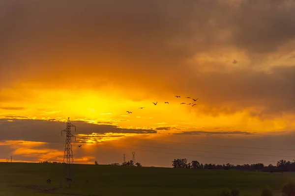 Flock of birds at dusk over electric power tower. Sunset in the pampa biome of Rio Grande do Sul - Brazil. Sunset in farm area. Nature and spirituality. Birds in flight.